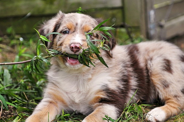 treats voor honden